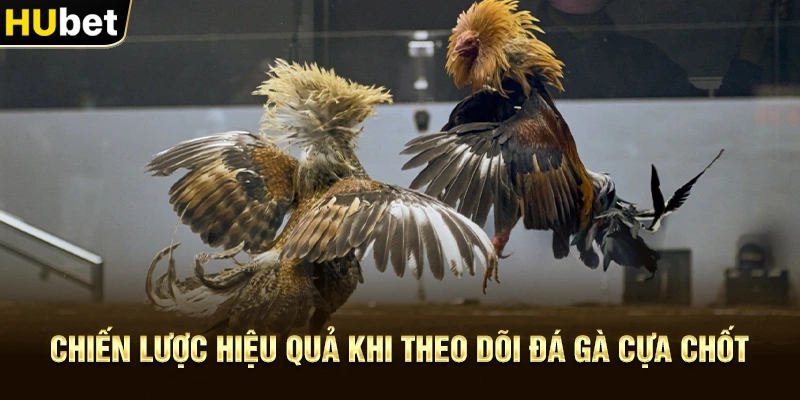 Chiến lược hiệu quả khi theo dõi Đá gà cựa chốt