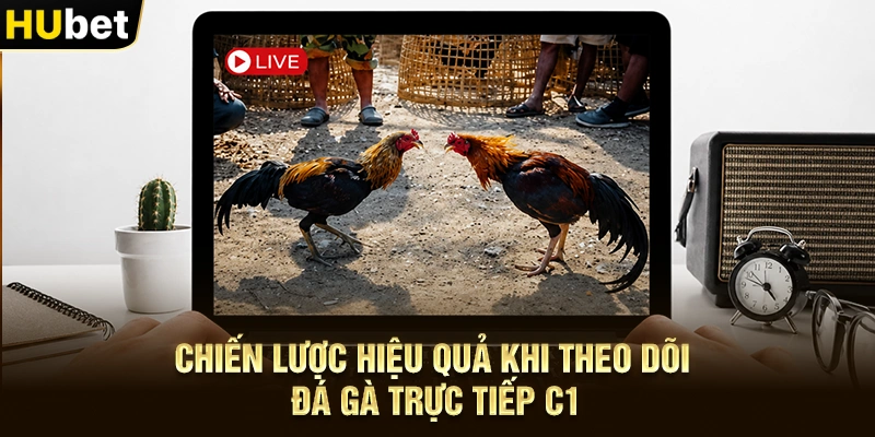 Chiến lược hiệu quả khi theo dõi Đá gà trực tiếp C1