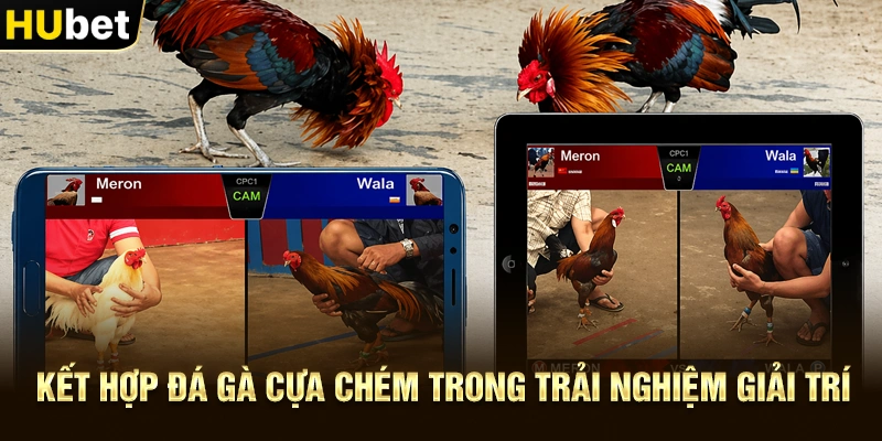 Kết hợp Đá gà trực tiếp Thomo trong chiến lược giải trí