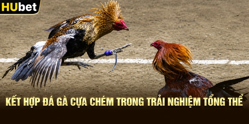 Kết hợp Đá gà cựa chém trong trải nghiệm tổng thể