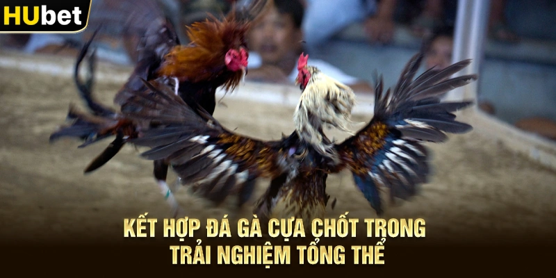 Kết hợp Đá gà cựa chốt trong trải nghiệm tổng thể