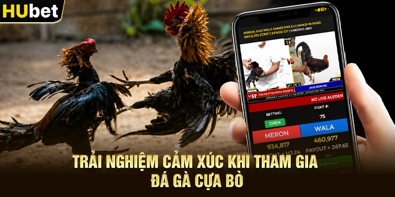 Trải nghiệm cảm xúc khi tham gia Đá gà cựa bò