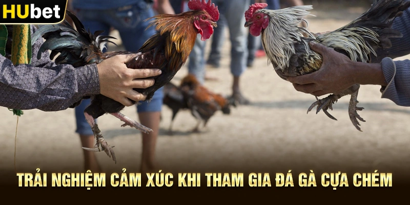 Trải nghiệm cảm xúc khi tham gia Đá gà cựa chém