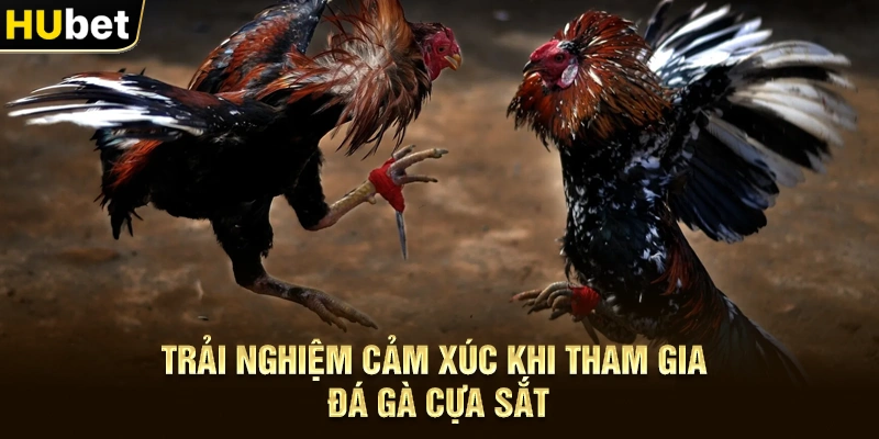 Trải nghiệm cảm xúc khi tham gia Đá gà cựa sắt
