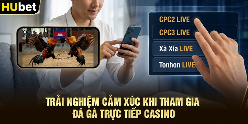 Trải nghiệm cảm xúc khi tham gia Đá gà trực tiếp casino