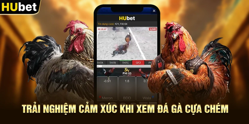 Trải nghiệm cảm xúc khi tham gia Đá gà trực tiếp Thomo