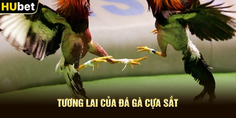 Tương lai của Đá gà cựa sắt