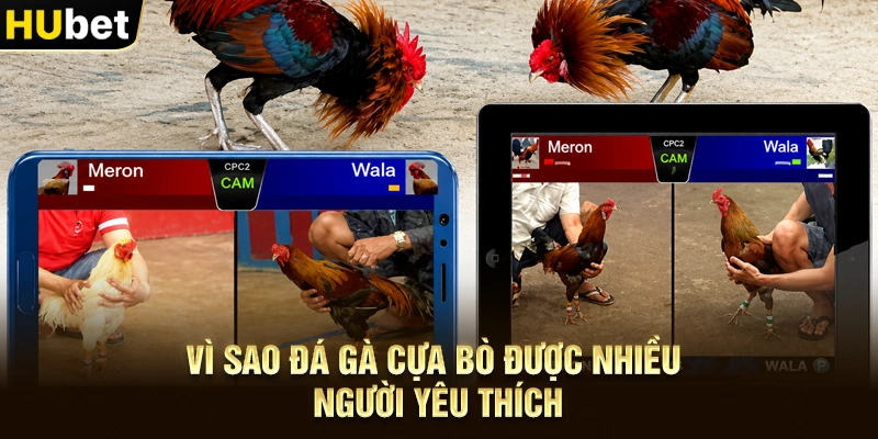 Vì sao Đá gà cựa bò được nhiều người yêu thích