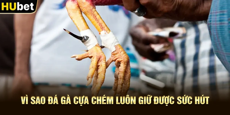 Vì sao Đá gà cựa chém luôn giữ được sức hút