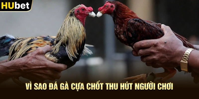 Vì sao Đá gà cựa chốt thu hút người chơi