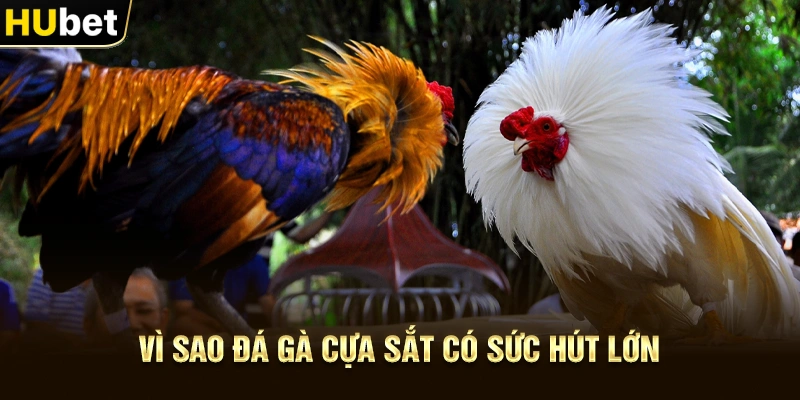 Vì sao Đá gà cựa sắt có sức hút lớn
