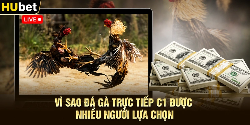 Vì sao Đá gà trực tiếp C1 được nhiều người lựa chọn