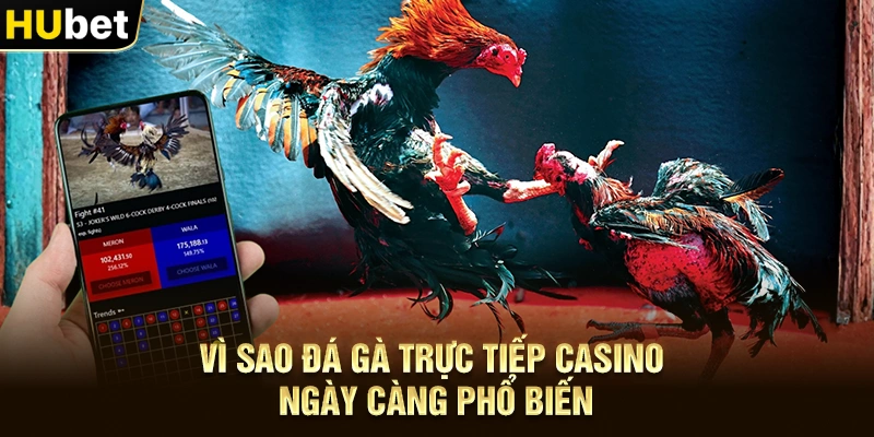 Vì sao Đá gà trực tiếp casino ngày càng phổ biến