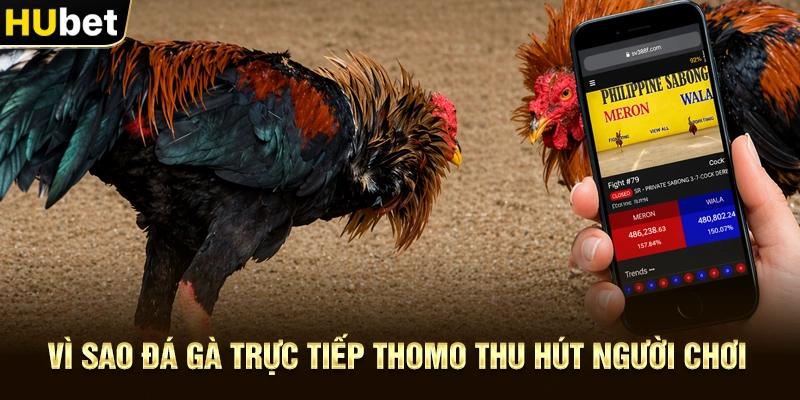 Vì sao Đá gà trực tiếp Thomo thu hút người chơi